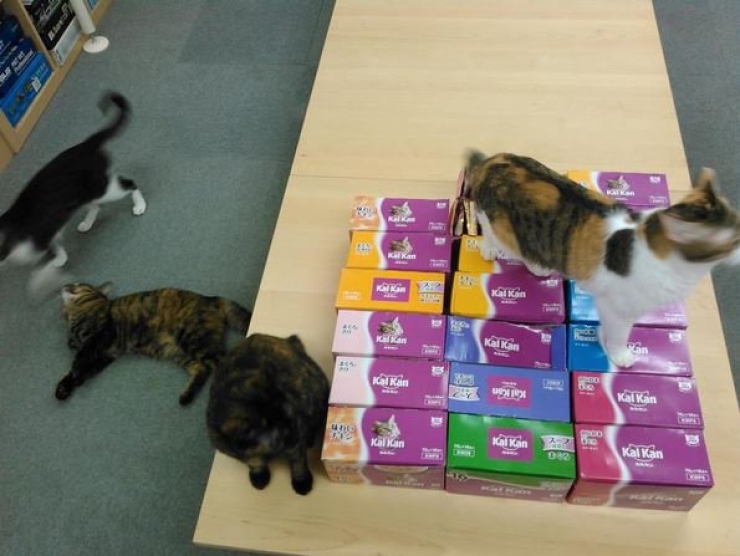 Illustration de l'article : Avoir une prime si l'on vient travailler avec son chat ? C'est le cas dans cette entreprise japonaise !