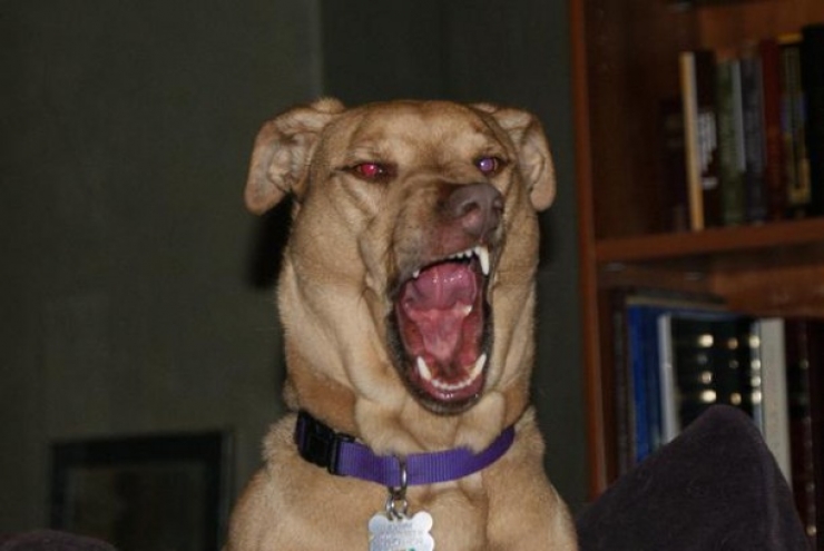 Illustration de l'article : 13 chiens pris sur le point d'&eacute;ternuer !