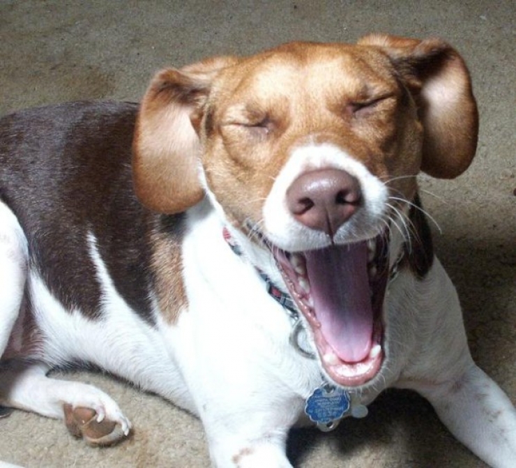 Illustration de l'article : 13 chiens pris sur le point d'&eacute;ternuer !