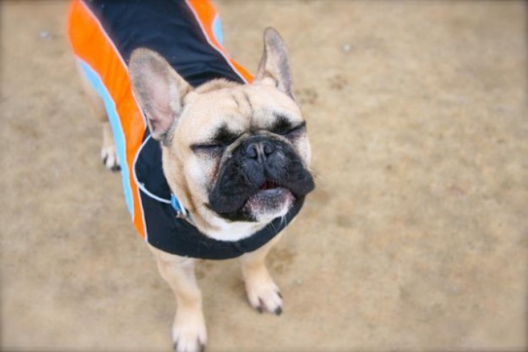 Illustration de l'article : 13 chiens pris sur le point d'&eacute;ternuer !