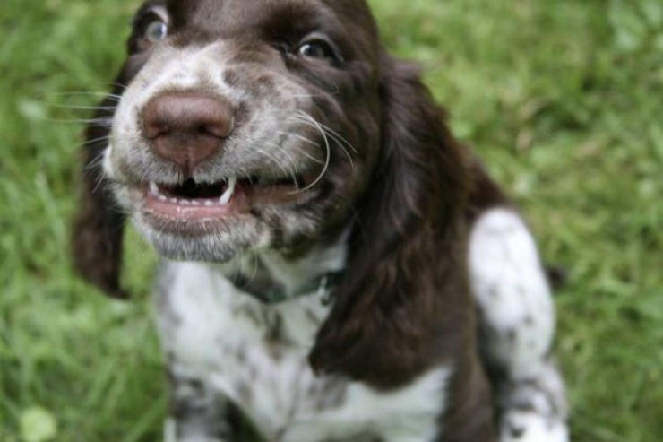 Illustration de l'article : 13 chiens pris sur le point d'&eacute;ternuer !