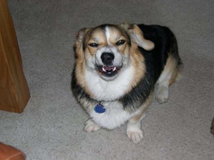 Illustration de l'article : 13 chiens pris sur le point d'&eacute;ternuer !