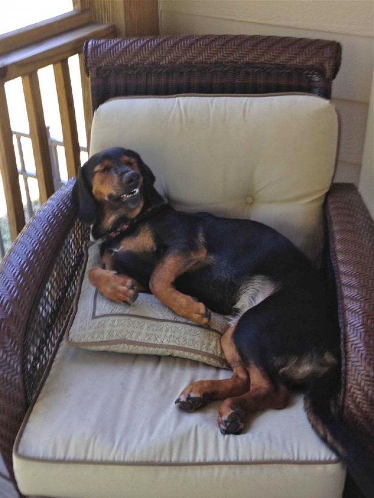 13 chiens pris sur le point d