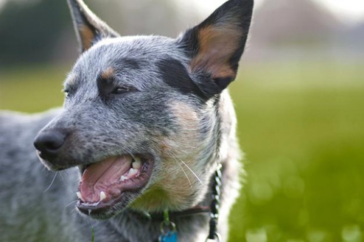 Illustration de l'article : 13 chiens pris sur le point d'&eacute;ternuer !