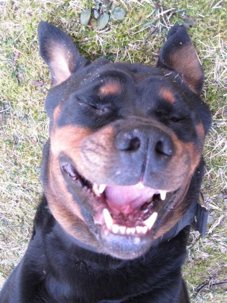 Illustration de l'article : 13 chiens pris sur le point d'&eacute;ternuer !