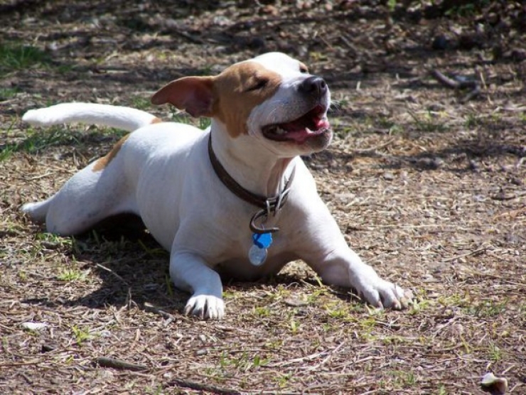 Illustration de l'article : 13 chiens pris sur le point d'&eacute;ternuer !