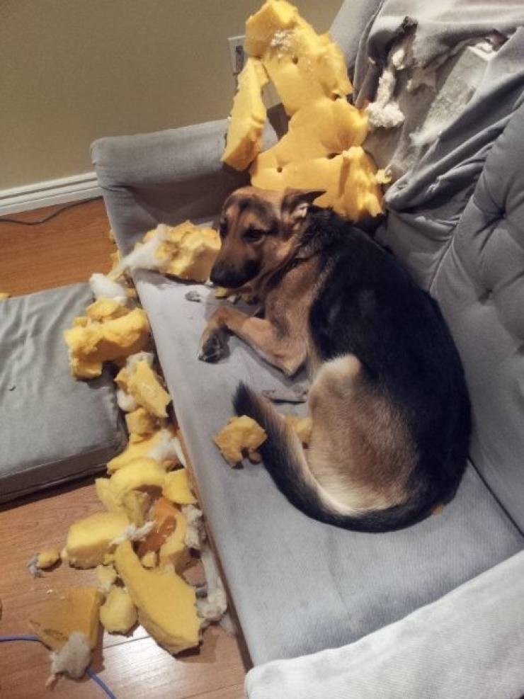 Illustration de l'article : Ces 11 chiens qui font semblant de ne rien avoir &agrave; se reprocher apr&egrave;s avoir fait d'&eacute;normes gaffes!