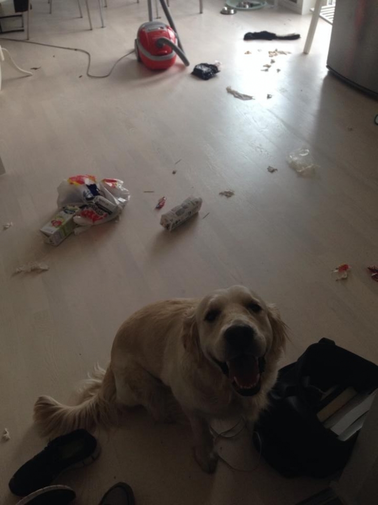 Illustration de l'article : Ces 11 chiens qui font semblant de ne rien avoir &agrave; se reprocher apr&egrave;s avoir fait d'&eacute;normes gaffes!