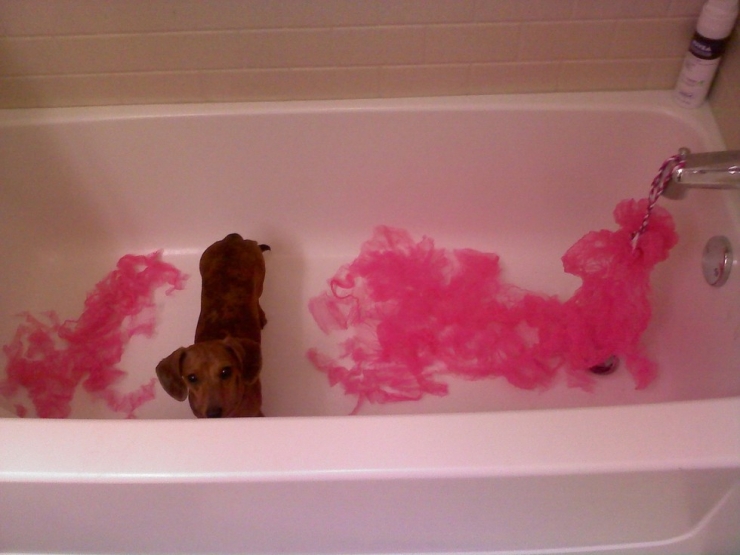 Illustration de l'article : Ces 11 chiens qui font semblant de ne rien avoir &agrave; se reprocher apr&egrave;s avoir fait d'&eacute;normes gaffes!