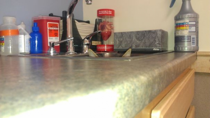 Illustration de l'article : 25 photos de chats qui feraient rougir les meilleurs commandos d'&eacute;lite du monde