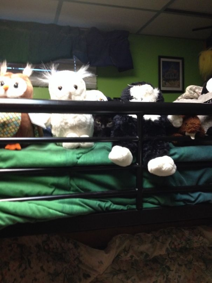 Illustration de l'article : 25 photos de chats qui feraient rougir les meilleurs commandos d'&eacute;lite du monde