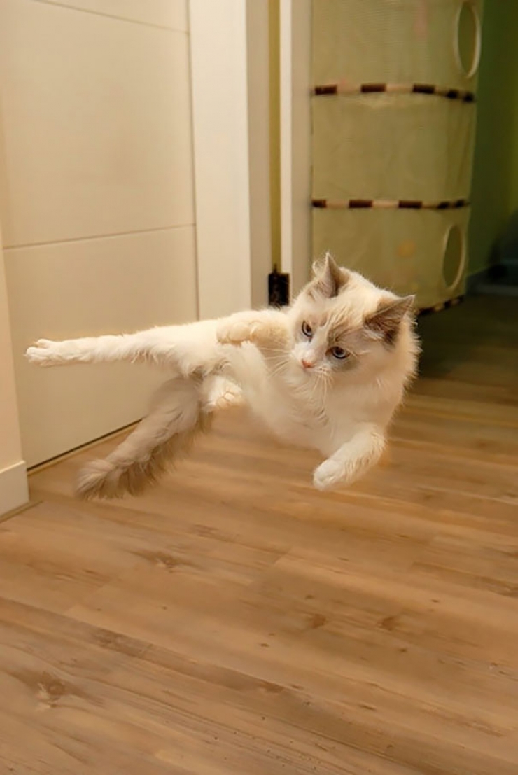 Illustration de l'article : 25 photos de chats qui feraient rougir les meilleurs commandos d'&eacute;lite du monde