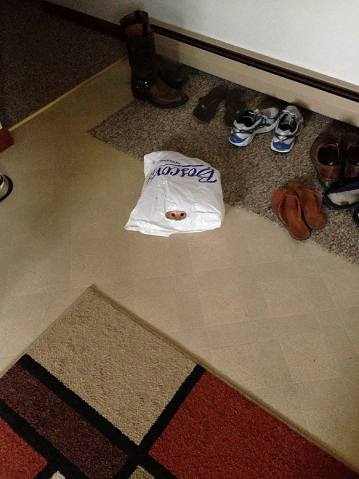 Illustration de l'article : 25 photos de chats qui feraient rougir les meilleurs commandos d'&eacute;lite du monde