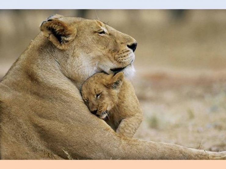 Illustration de l'article : Les c&acirc;lins d'animaux les plus mignons du monde !