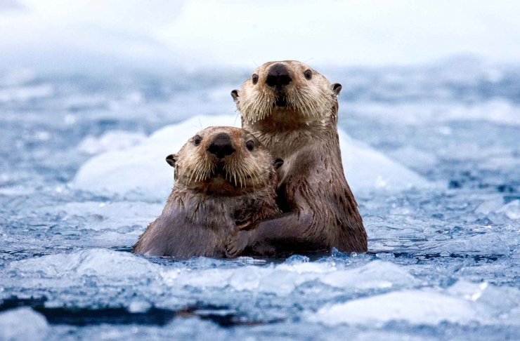 Illustration de l'article : Les c&acirc;lins d'animaux les plus mignons du monde !