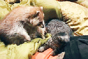 Illustration de l'article : Les c&acirc;lins d'animaux les plus mignons du monde !