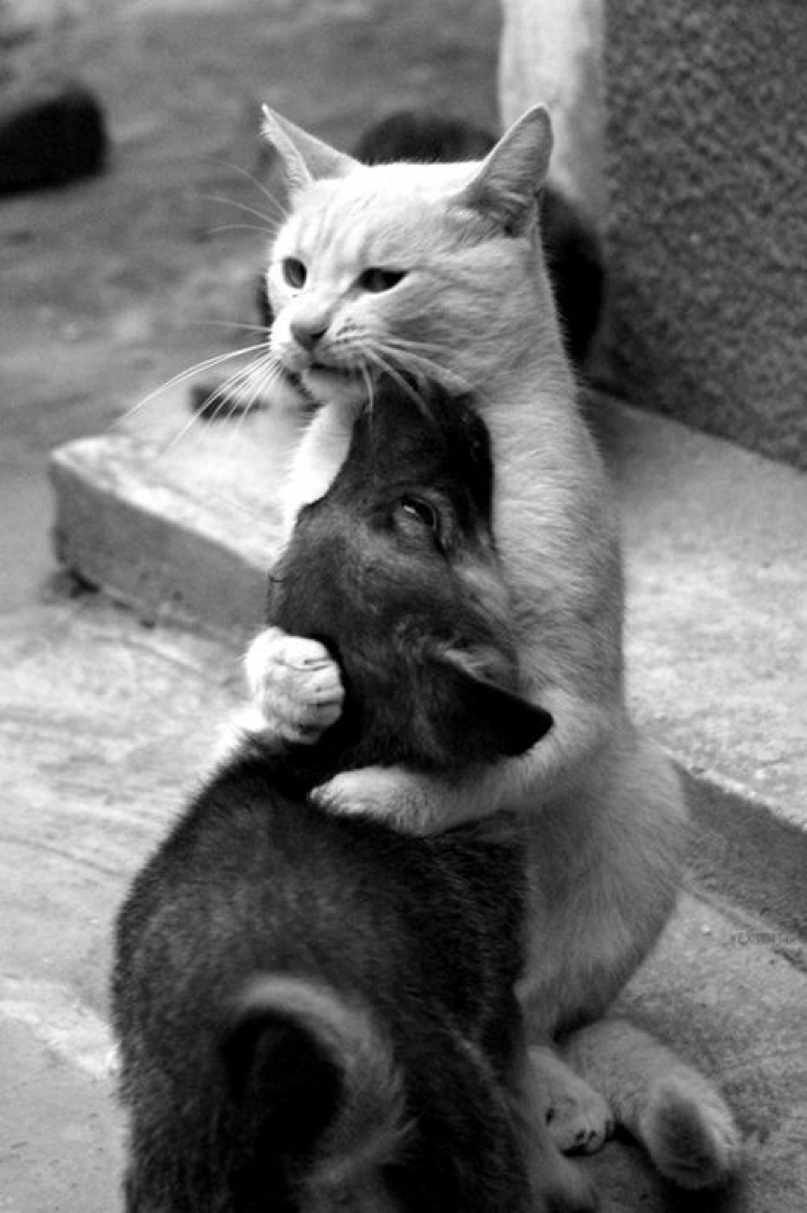 Illustration de l'article : Les c&acirc;lins d'animaux les plus mignons du monde !