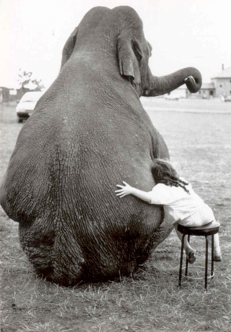 Illustration de l'article : Les c&acirc;lins d'animaux les plus mignons du monde !