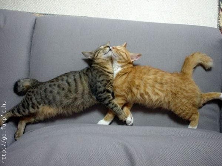 Illustration de l'article : Les c&acirc;lins d'animaux les plus mignons du monde !