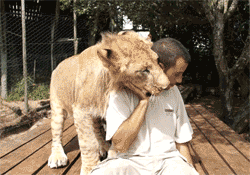 Illustration de l'article : Les c&acirc;lins d'animaux les plus mignons du monde !