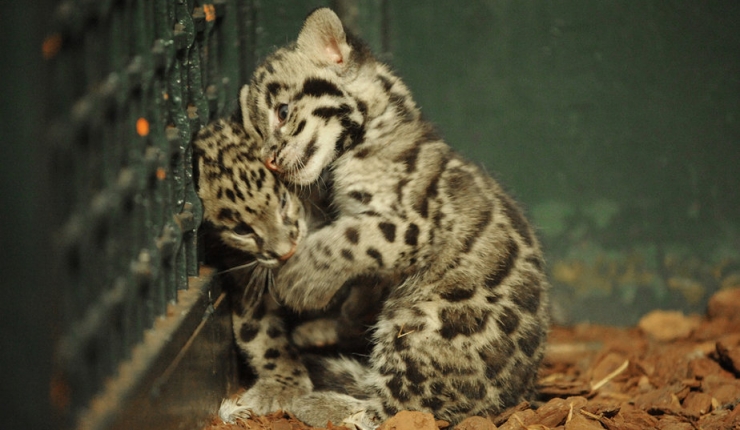 Illustration de l'article : Les c&acirc;lins d'animaux les plus mignons du monde !