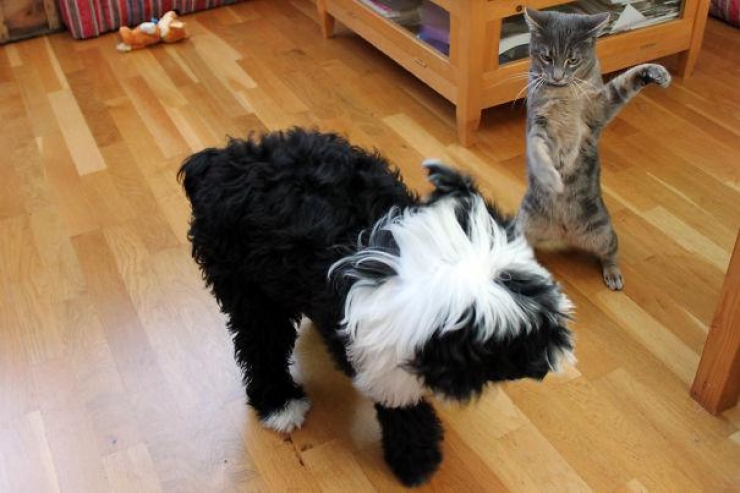 Illustration de l'article : 40 photos qui prouvent qu'un jour, les ninjas-cats nous extermineront !