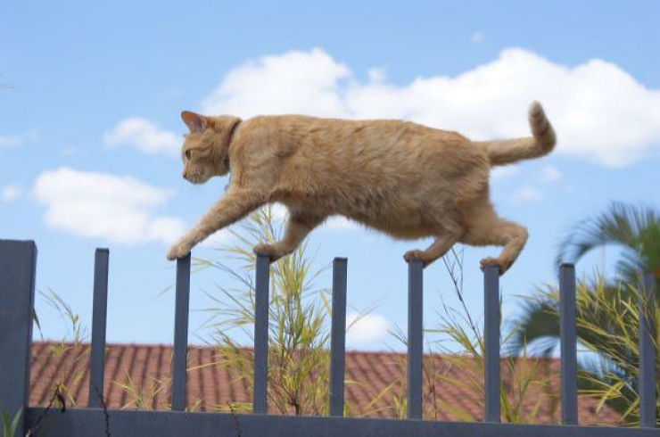 Illustration de l'article : 40 photos qui prouvent qu'un jour, les ninjas-cats nous extermineront !