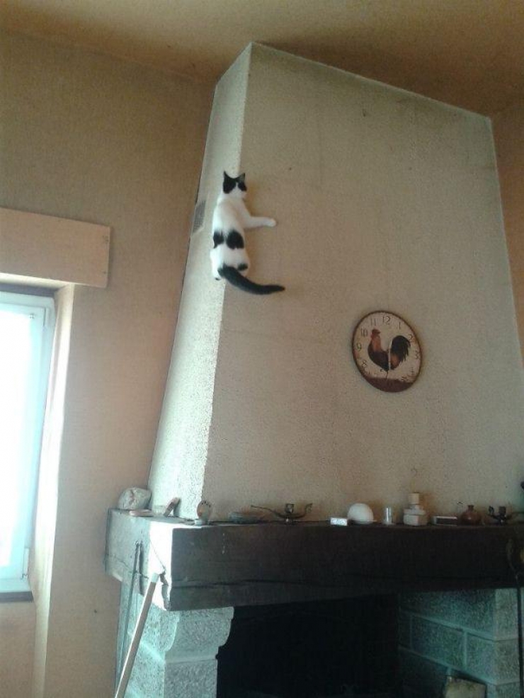 Illustration de l'article : 40 photos qui prouvent qu'un jour, les ninjas-cats nous extermineront !