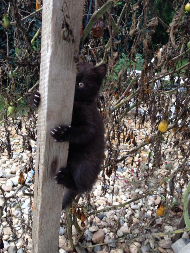 Illustration de l'article : 40 photos qui prouvent qu'un jour, les ninjas-cats nous extermineront !