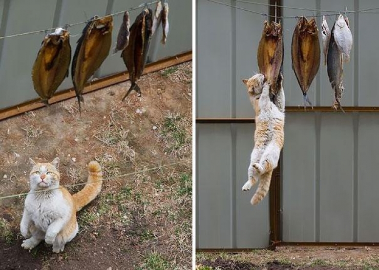 Illustration de l'article : 40 photos qui prouvent qu'un jour, les ninjas-cats nous extermineront !