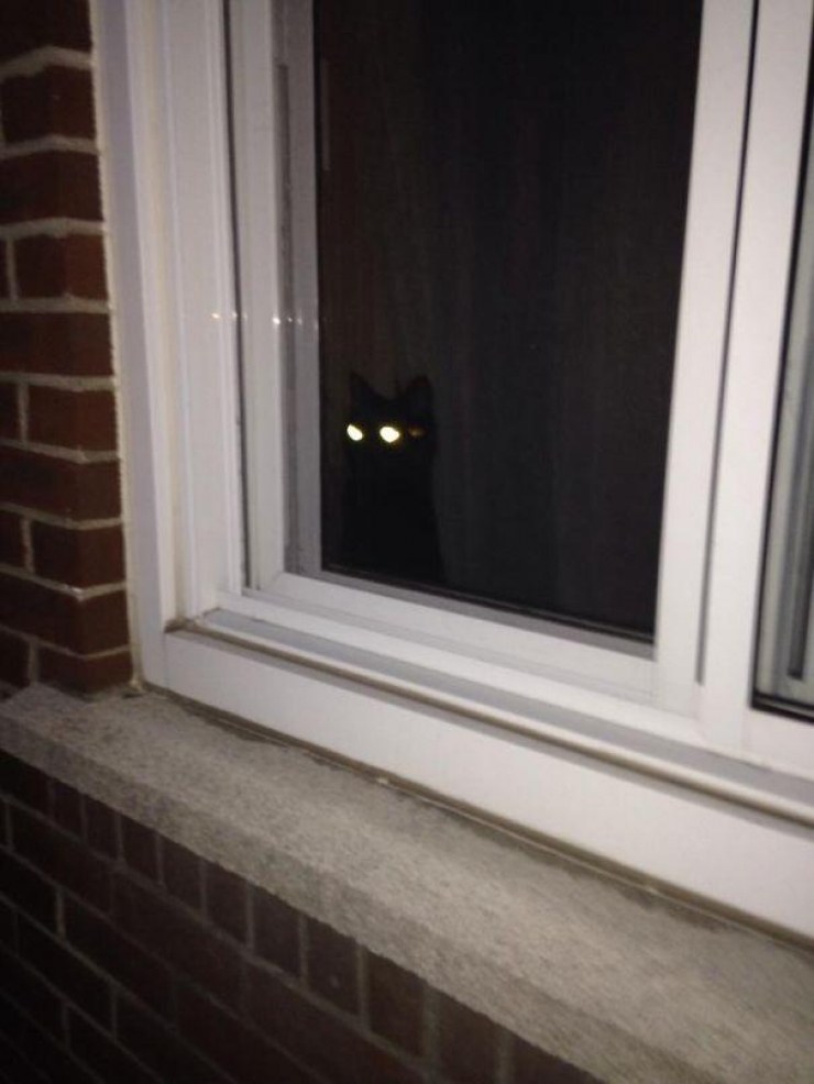 Illustration de l'article : 40 photos qui prouvent qu'un jour, les ninjas-cats nous extermineront !