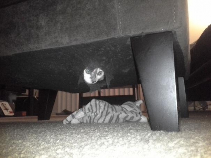 Illustration de l'article : 40 photos qui prouvent qu'un jour, les ninjas-cats nous extermineront !