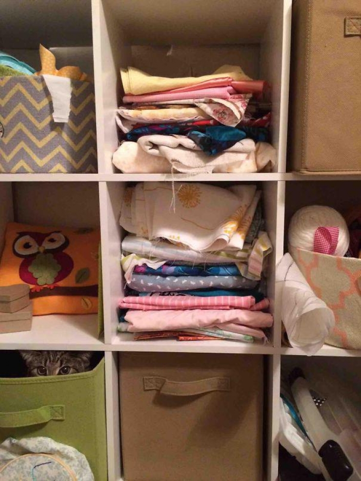 Illustration de l'article : 40 photos qui prouvent qu'un jour, les ninjas-cats nous extermineront !