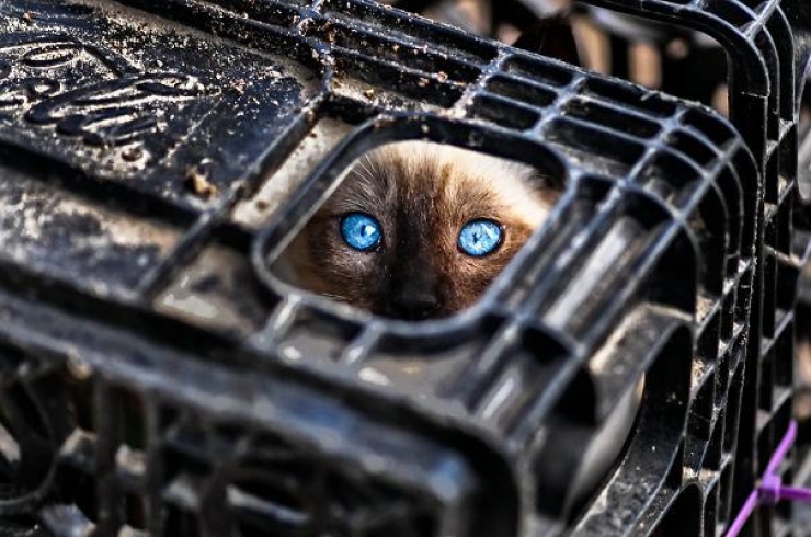 Illustration de l'article : 40 photos qui prouvent qu'un jour, les ninjas-cats nous extermineront !