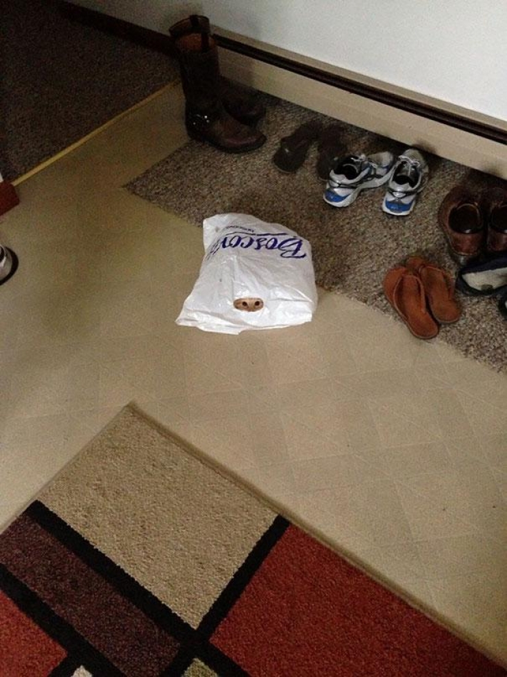 Illustration de l'article : 40 photos qui prouvent qu'un jour, les ninjas-cats nous extermineront !