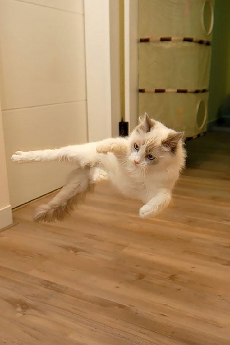 Illustration de l'article : 40 photos qui prouvent qu'un jour, les ninjas-cats nous extermineront !