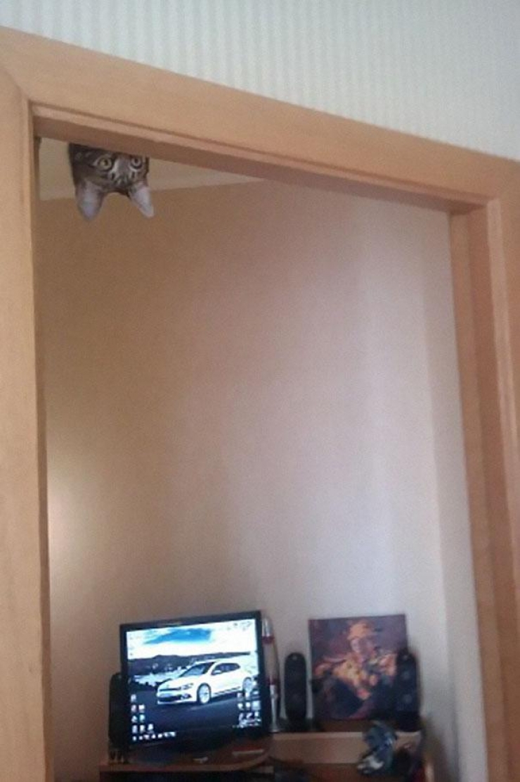 Illustration de l'article : 40 photos qui prouvent qu'un jour, les ninjas-cats nous extermineront !