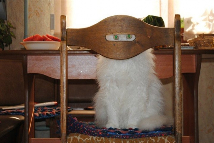 Illustration de l'article : 25 animaux qui organisent un complot plan&eacute;taire !