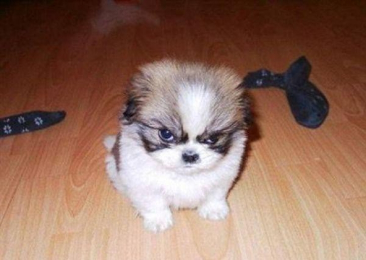 Illustration de l'article : 25 animaux qui organisent un complot plan&eacute;taire !