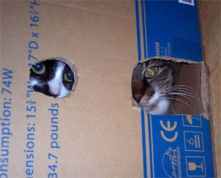 Illustration de l'article : 25 animaux qui organisent un complot plan&eacute;taire !