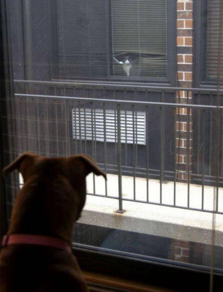 Illustration de l'article : 25 animaux qui organisent un complot plan&eacute;taire !