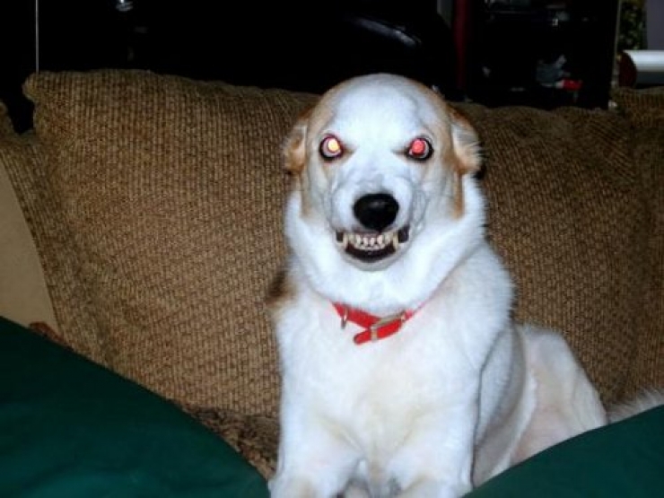 Illustration de l'article : 25 animaux qui organisent un complot plan&eacute;taire !