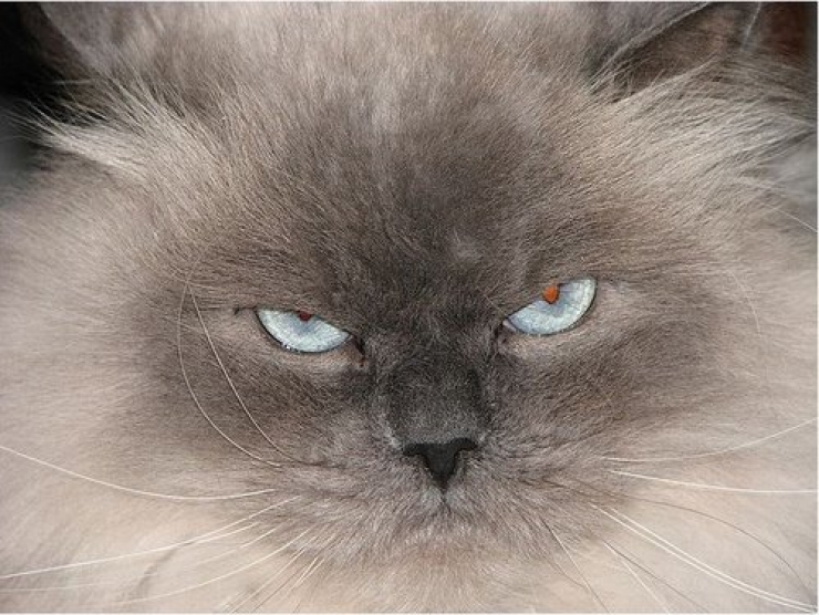 Illustration de l'article : 25 animaux qui organisent un complot plan&eacute;taire !