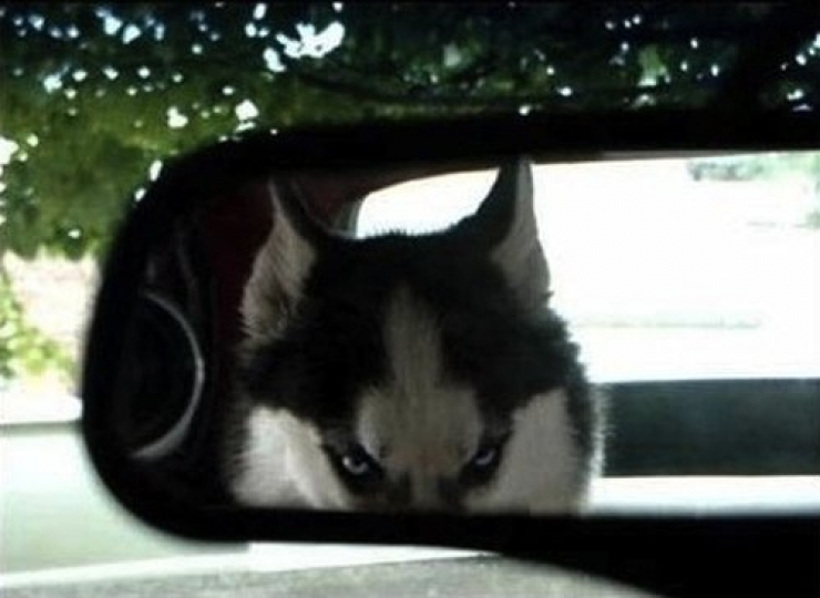 Illustration de l'article : 25 animaux qui organisent un complot plan&eacute;taire !