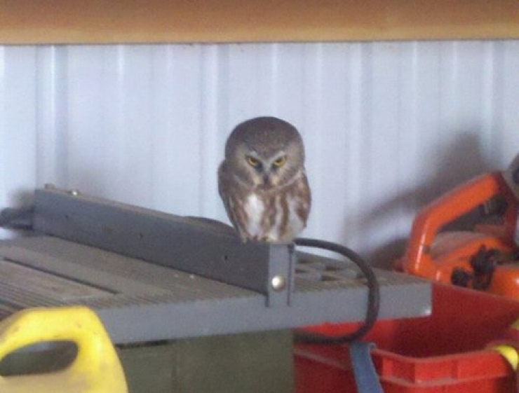 Illustration de l'article : 25 animaux qui organisent un complot plan&eacute;taire !