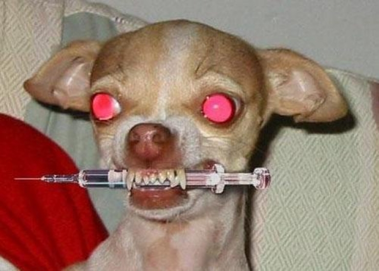 Illustration de l'article : 25 animaux qui organisent un complot plan&eacute;taire !