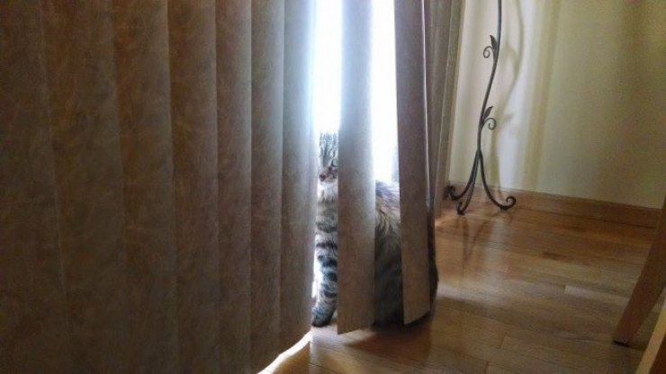 Illustration de l'article : 25 animaux qui organisent un complot plan&eacute;taire !