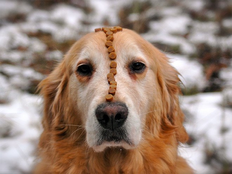 Illustration de l'article : 26 chiens qui souffrent de la bêtise de leur maître !