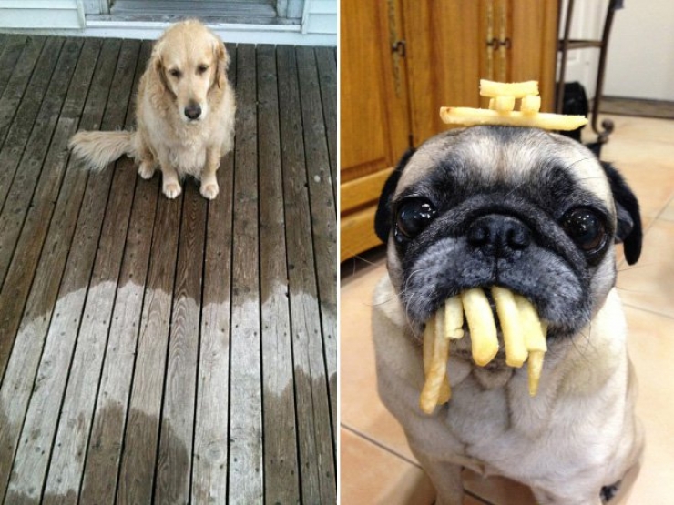 Illustration de l'article : 26 chiens qui souffrent de la bêtise de leur maître !