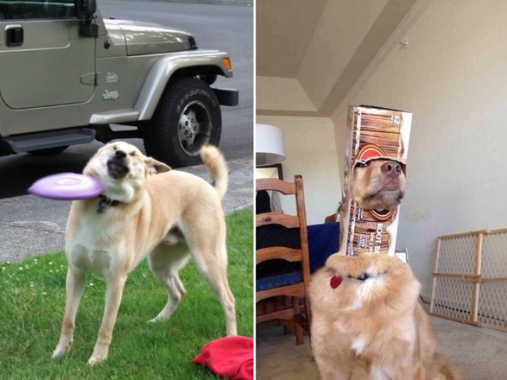 Illustration de l'article : 26 chiens qui souffrent de la bêtise de leur maître !